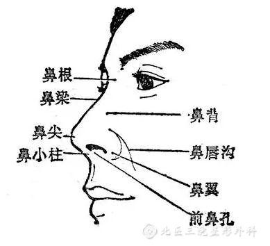 外鼻结构