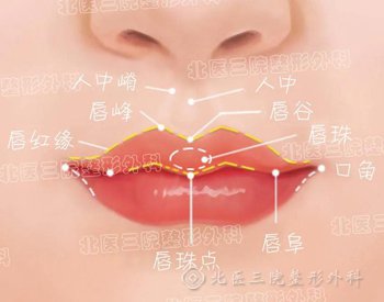 唇部解剖结构示意图
